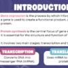 Gene Expression/Protein Synthesis - Image 4